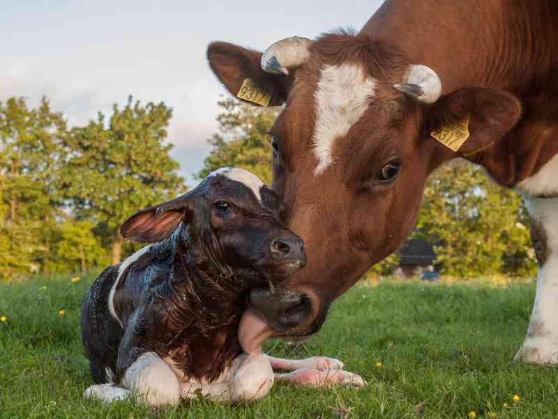 Difficult calf birth: the Causes and how can it be avoided