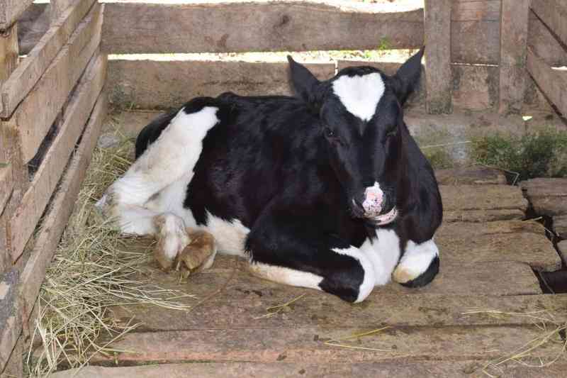 Handling fractures in calves for best outcome