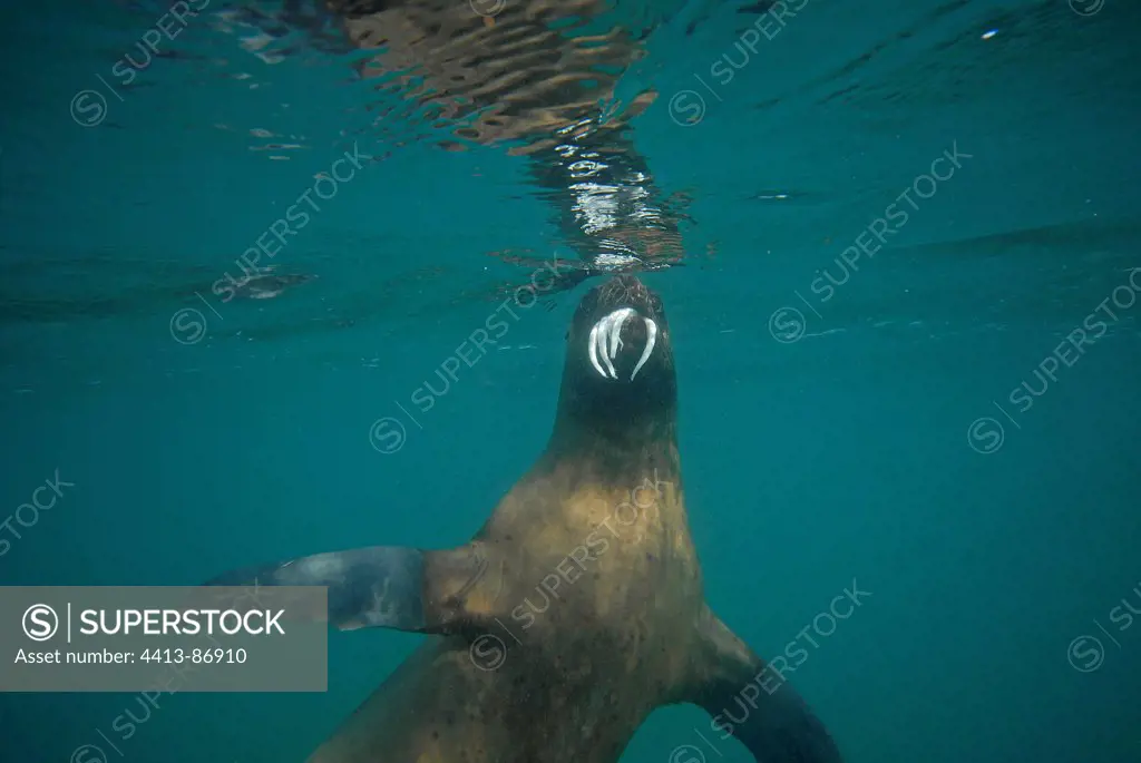 South American Sea Lion Eating a squid Patagonia Argentina - SuperStock