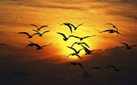 Bird flock silhouette wallpaper 2880x1800 jpg