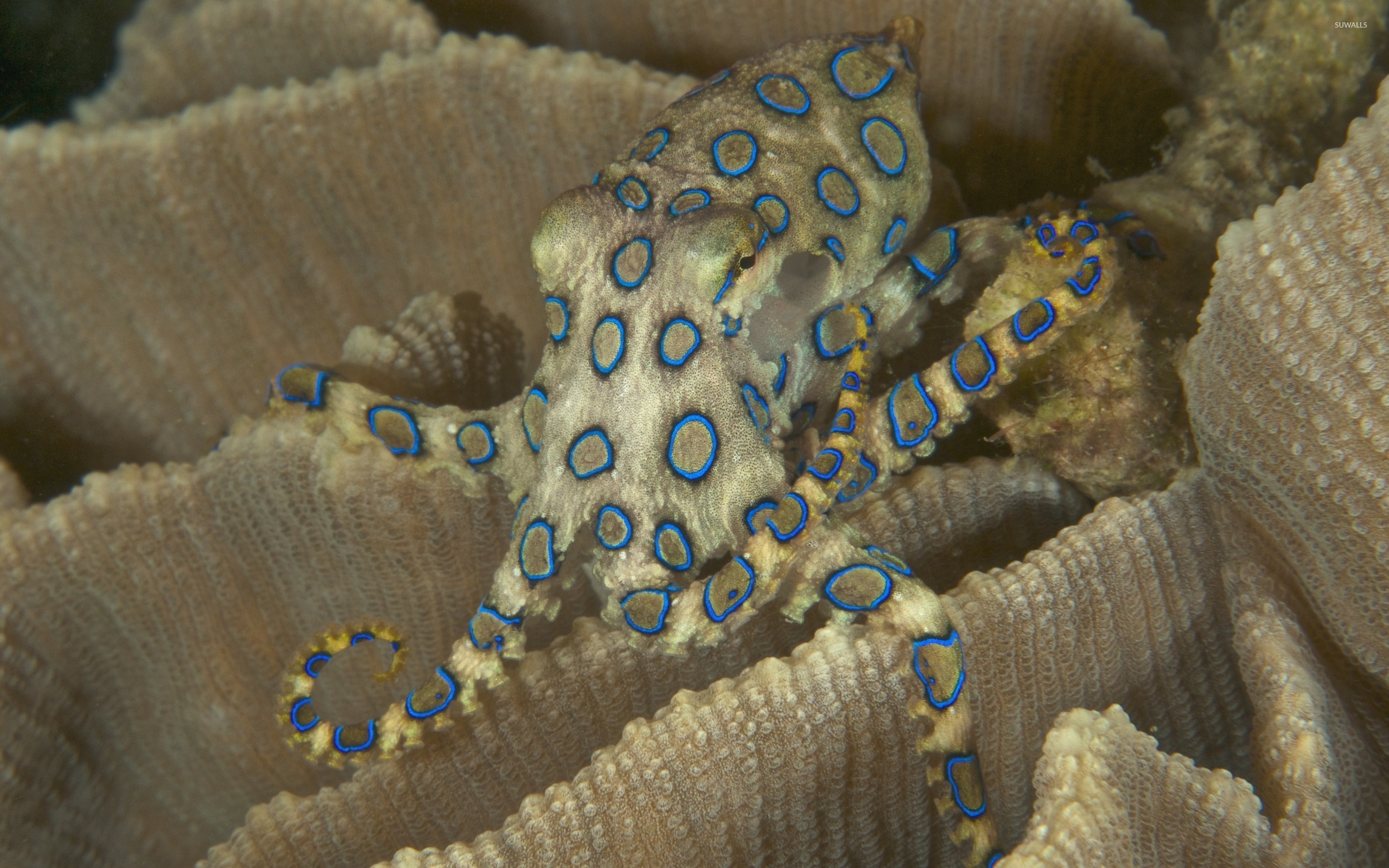 Blue Ringed Octopus Wallpaper