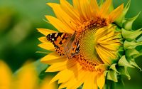 Butterfly on the sunflower wallpaper 2560x1600 jpg