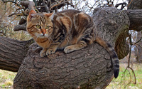 Cat on a tree wallpaper 2880x1800 jpg