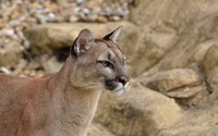 Cougar [7] wallpaper 2560x1600 jpg