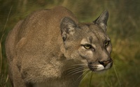 Cougar [9] wallpaper 1920x1200 jpg