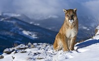 Cougar wallpaper 1920x1200 jpg