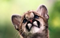 Cougar cub wallpaper 2560x1600 jpg