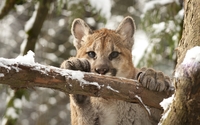 Cougar cub climbing in a tree wallpaper 2560x1600 jpg