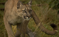 Cougar gazing wallpaper 1920x1200 jpg