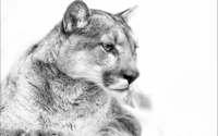 Cougar in black and white wallpaper 1920x1200 jpg