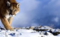 Cougar in the snow wallpaper 1920x1200 jpg