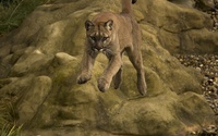 Cougar jumping wallpaper 1920x1200 jpg