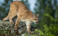 Cougar on a rock wallpaper 1920x1200 jpg