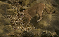 Cougar on a rock [3] wallpaper 1920x1200 jpg