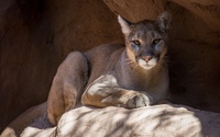 Cougar on a rock [2] wallpaper 1920x1200 jpg