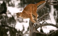 Cougar ready for a jump wallpaper 1920x1080 jpg