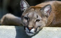 Cougar resting on a stone close-up wallpaper 1920x1200 jpg