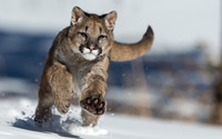 Cougar running in the snow wallpaper 1920x1200 jpg