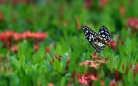 Dotted butterfly wallpaper 1920x1200 jpg