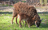 Goat with a kid wallpaper 2560x1440 jpg