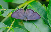 Gray hairstreak wallpaper 1920x1200 jpg