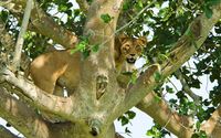 Lioness in the tree wallpaper 2560x1600 jpg