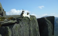 Mountain goats wallpaper 1920x1200 jpg