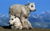 Young mountain goats wallpaper 1920x1080 jpg