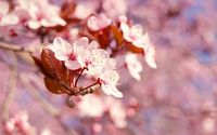 Blossoms on a branch wallpaper 1920x1200 jpg