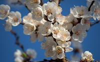 Cherry blossoms [6] wallpaper 2560x1600 jpg