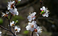 Cherry blossoms [12] wallpaper 1920x1200 jpg