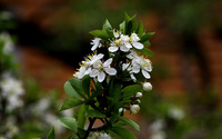 Cherry blossoms [9] wallpaper 2560x1600 jpg