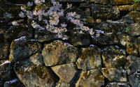 Cherry blossoms on the rocks wallpaper 1920x1200 jpg