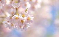 Pale pink cherry blossoms wallpaper 2560x1600 jpg