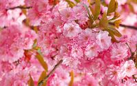 Pink cherry blossoms wallpaper 2880x1800 jpg