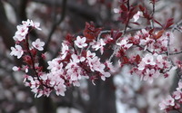 Pink cherry blossoms [2] wallpaper 2560x1600 jpg