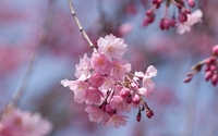 Pink cherry blossoms in a spring tree wallpaper 1920x1200 jpg