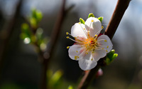 Spring cherry blossom wallpaper 1920x1200 jpg