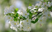 White cherry blossoms wallpaper 1920x1200 jpg