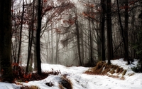 First snow over the autumn forest wallpaper 2560x1600 jpg