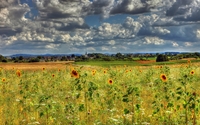 Fluffy clouds over the sunflowers wallpaper 2560x1600 jpg