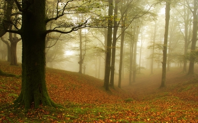 Foggy autumn forest [4] wallpaper