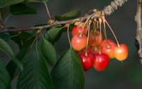 Cherries on a branch wallpaper 3840x2160 jpg