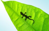 Lizard silhouette through a leaf wallpaper 1920x1200 jpg