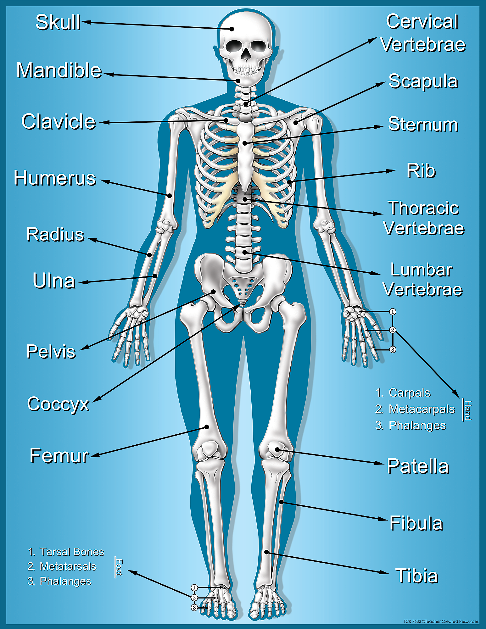 Anatomy Human Skeleton Printable