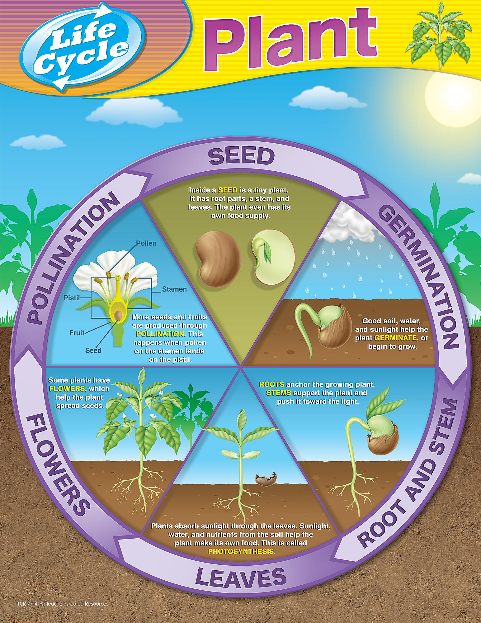 Plant Life Cycle Printable