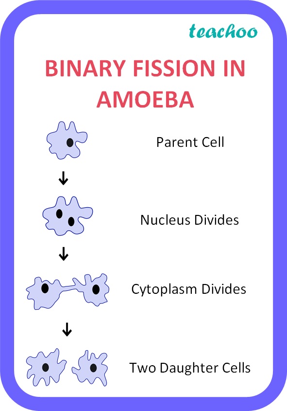 BINARY FISSION IN AMOEBA - Teachoo.jpg