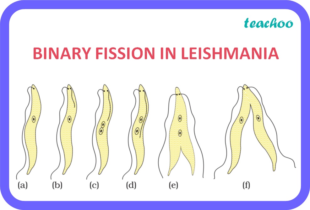 BINARY FISSION IN LEISHMANIA - Teachoo.jpg