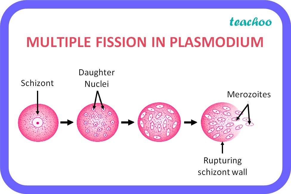 MULTIPLE FISSION IN PLASMODIUM - Teachoo.jpg