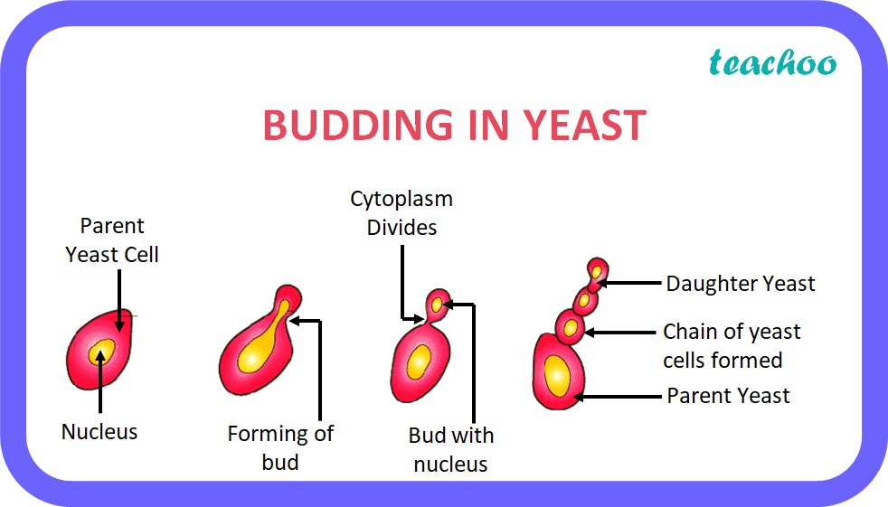 BUDDING IN YEAST - Teachoo.jpg